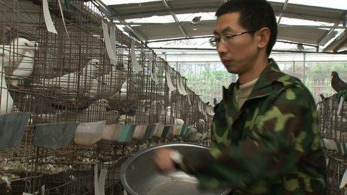 四川宜宾:瞒着父母辞职创业之后(致富经)3