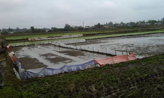 (图2鼠害危害水稻育秧田)