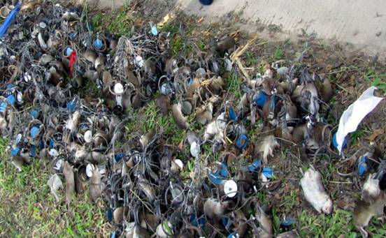 (图3田间捕获的老鼠)