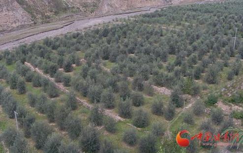 �������˹������԰