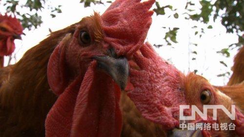 致富经:重庆市荣昌县通安村里来了个赶不走的姑娘2