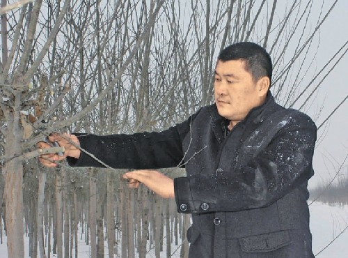 丛金龙在修剪苗木。 新疆玛纳斯:田野里走出的新农民2