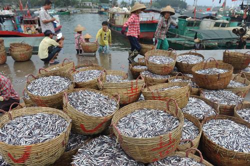 3月9日,渔民在海南省琼海市潭门港码头装运海鱼。