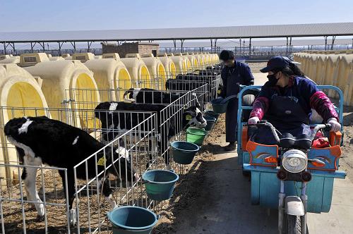 3月13日,宁夏农垦贺兰山奶业公司员工给小奶牛喂水。