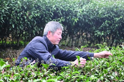 十多年来,茶园倾注了谢友忠太多太多的心血。