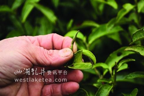 开春后的一场雪,冻坏了春茶,只有等这些芽儿绽开长成叶儿后,才可以摘到春茶。