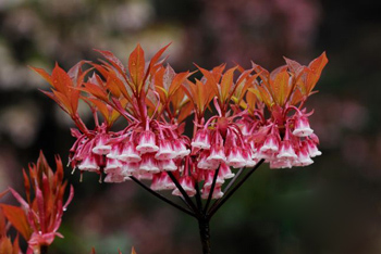 ƬӻҶʱ򡢺ڡҶ˹еģֲ6꣬һꡣ