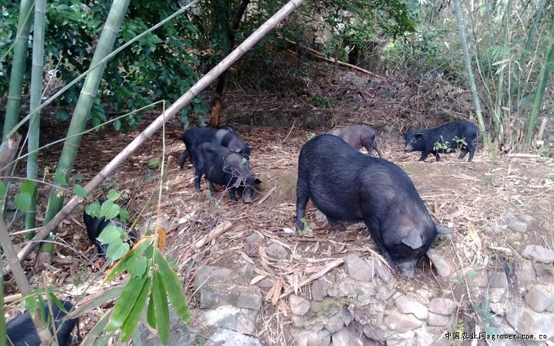 ���������ض���������ũ���ջ���������������Ч