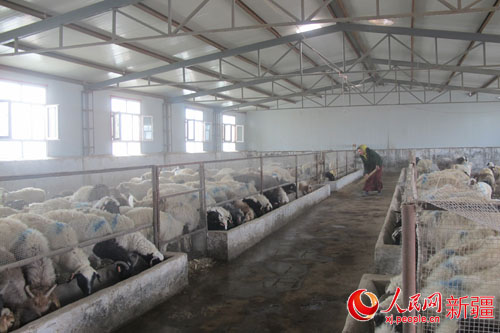 新疆尉犁县农村妇女挣到了畜牧养殖的“第一桶金”