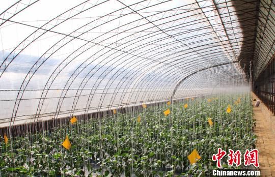 河北饶阳种菜成“时尚”循环农业助力“零污染”2