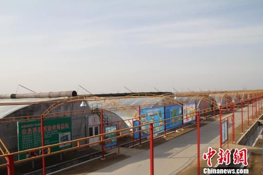 河北饶阳种菜成“时尚”循环农业助力“零污染”