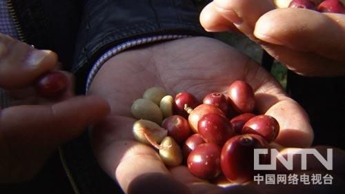 云南烫习村:孝子转行 五年变行业黑马(致富经)3