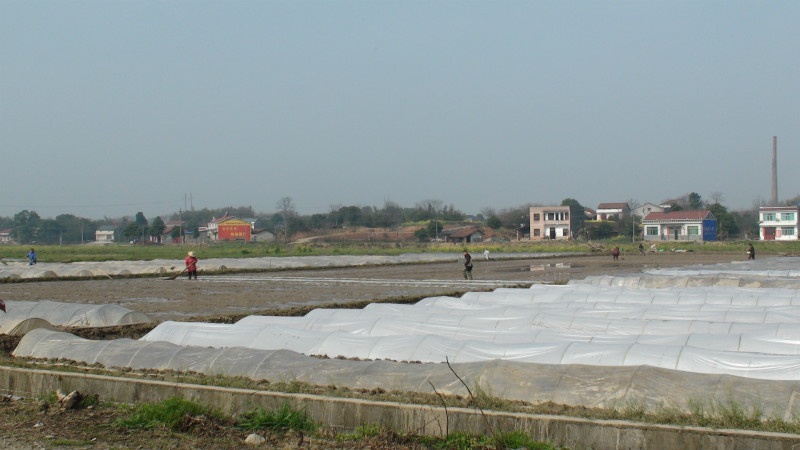 终南乡八岭村集中育秧播种