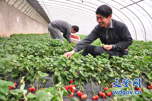 山东泽库镇:姜福收和他的奶油草莓