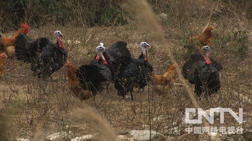 广西融水苗族自治县:卖光身家后靠裙子鸡3年翻身(致富经)3