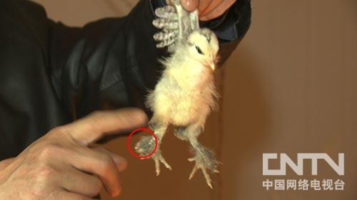 广西融水苗族自治县:卖光身家后靠裙子鸡3年翻身(致富经)