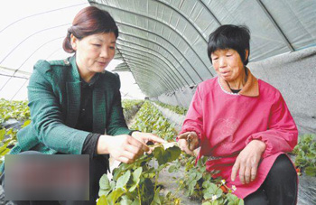 留守妇女种草莓 成立公司成果魁