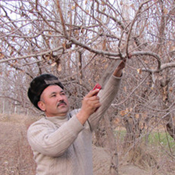 新疆英吉沙县:吐尔逊有杏 南疆农有劲