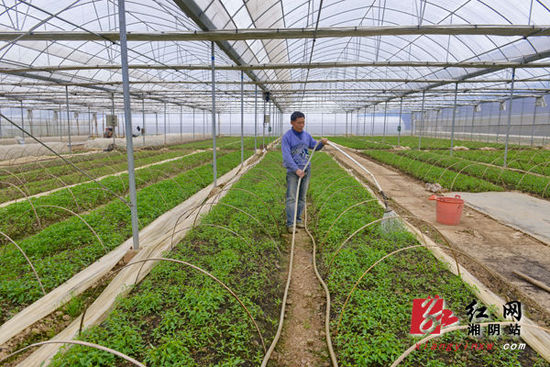 湘阴农民廖小东600万元打造蔬菜基地升级版