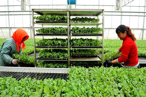 3��26�գ�ũ��������Ϊ���غ�ũ�������������硣