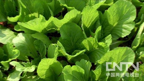 广东电白县:村民眼中的大款回村种地之后(致富经)2