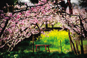 ������ɽ�����š��й������Ρ�2