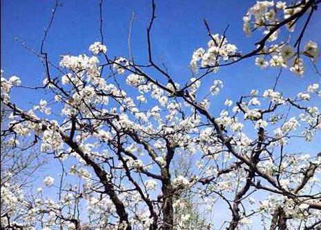 ������ɽ�滨�ֿ���