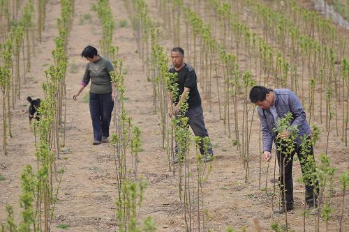 ɽƽֵżҶ԰רҵũڹ磬ú纣ֲﵽ600Ķ331㣩