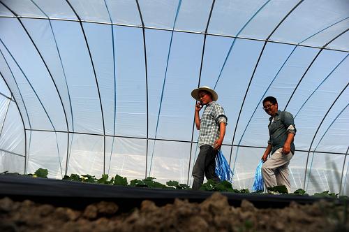 4月9日,康玮(右)与合作伙伴在蔬菜大棚里查看蔬菜长势