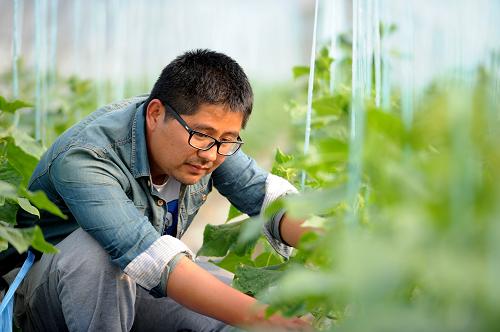 安徽三十岗乡:“海归”回乡发展生态农业