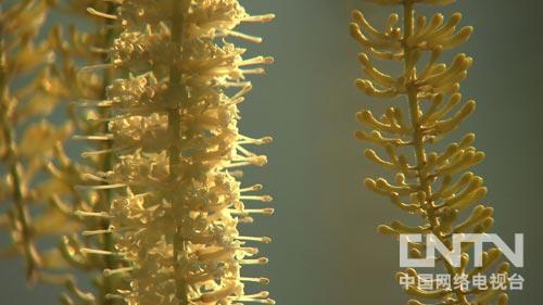 陈榆秀:赚钱就靠“懒人摇钱树”(致富经)2