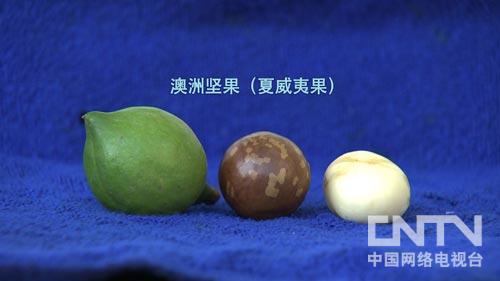 陈榆秀:赚钱就靠“懒人摇钱树”(致富经)