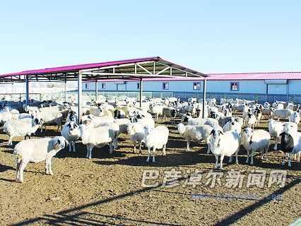 乌拉特中旗推动肉羊产业向现代化规模化转变