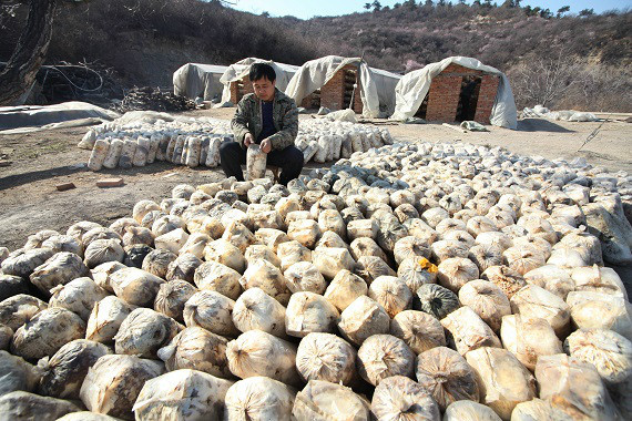 山西上辛佛村孙涛:独守深山 带领村民致富2