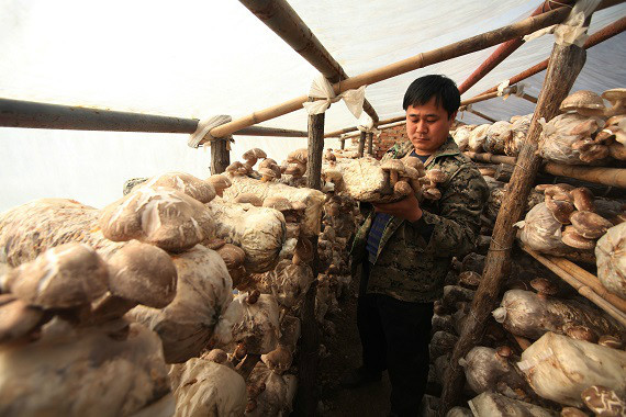 山西上辛佛村孙涛:独守深山 带领村民致富3