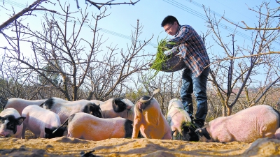 四川省凉山彝族自治州大学生创业当猪倌