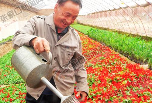 河北张家口桥东区李建平:大棚里育出“致富花”