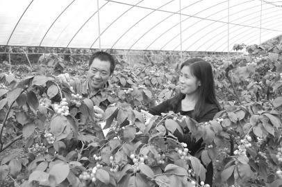 四川绵阳:樱桃开启甜蜜生活