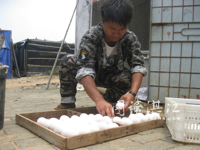 广东雷州大学生回乡养鹅 带富当地农民2