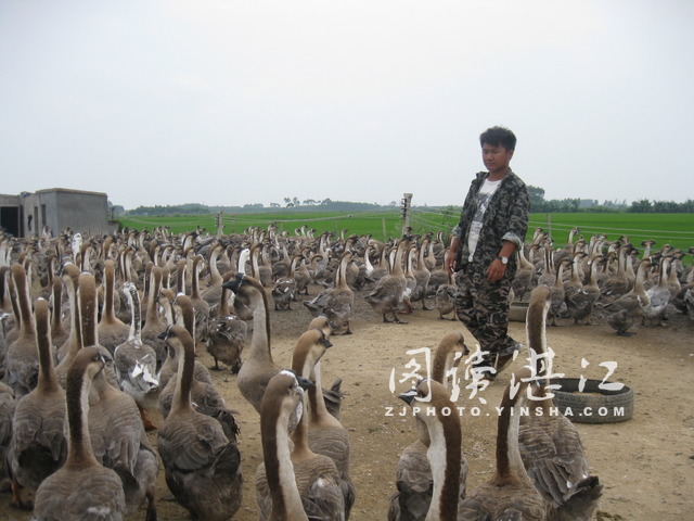 广东雷州大学生回乡养鹅 带富当地农民