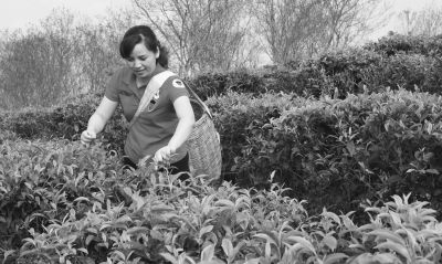 “白马岭”茶系列产品蜚声岛内外