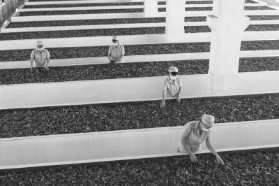 “白马岭”茶系列产品蜚声岛内外2