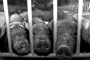 四川邛崃市:猪粪沼液种果蔬 循环经济养好猪