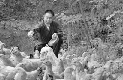四川遂宁安居区:灵芝土鸡助他变身千万富翁