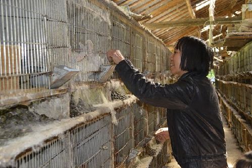 重庆石柱刘克兴:养殖肉兔带领乡邻致富