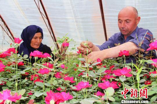 新疆花农:十年种花脱贫致富 谱写“花”样人生