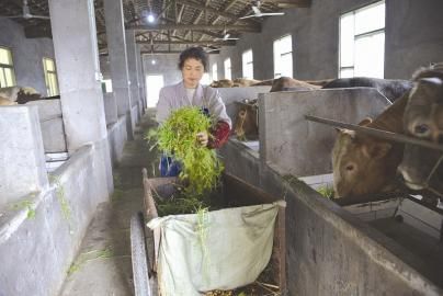 四川叙永县:农家院变身循环产业农场