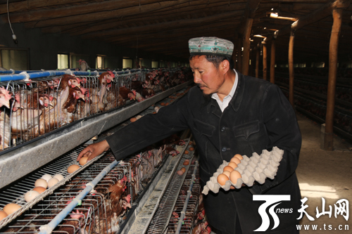 新疆叶城县:养鸡大户阿塔吾拉·阿布拉的致富生活