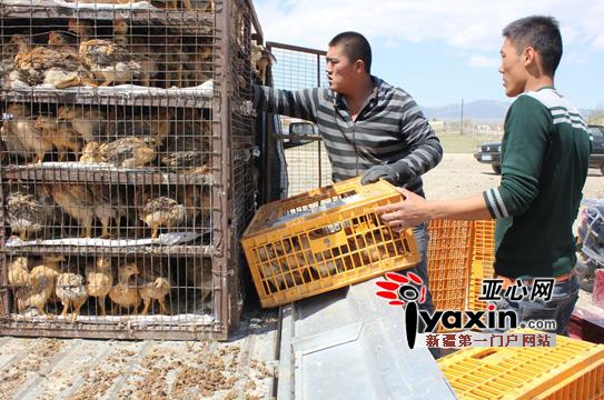 新疆和布克赛尔县助力贫困户发鸡财