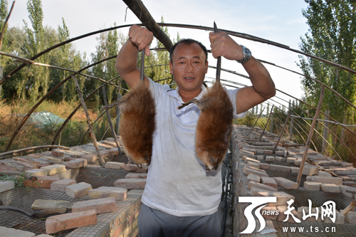 新疆和静县农民养殖麝香鼠年收入近30万元